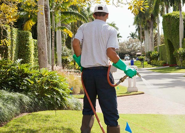 About Mango FL Pest Control